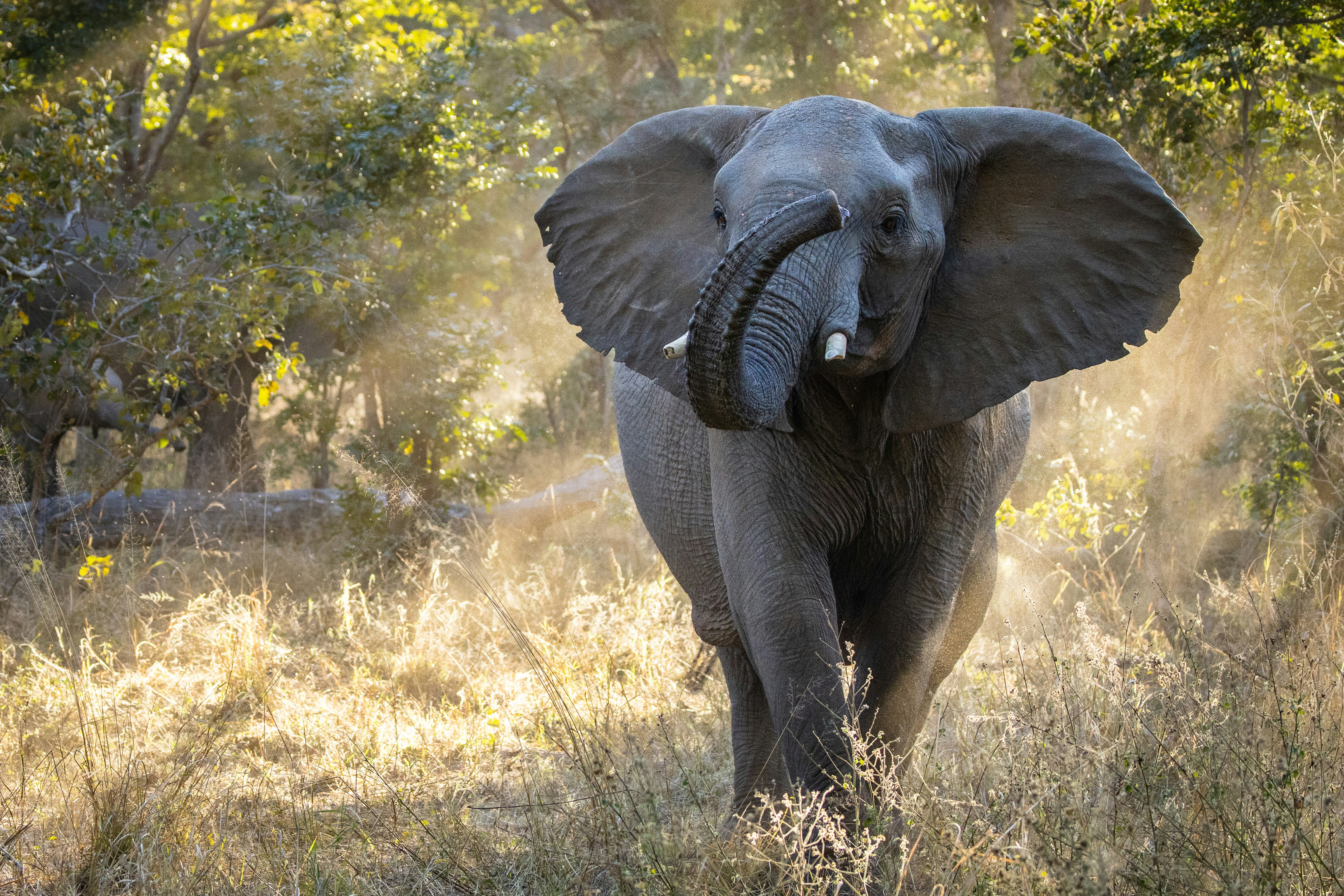 Elephant in a Zimbabwean national park